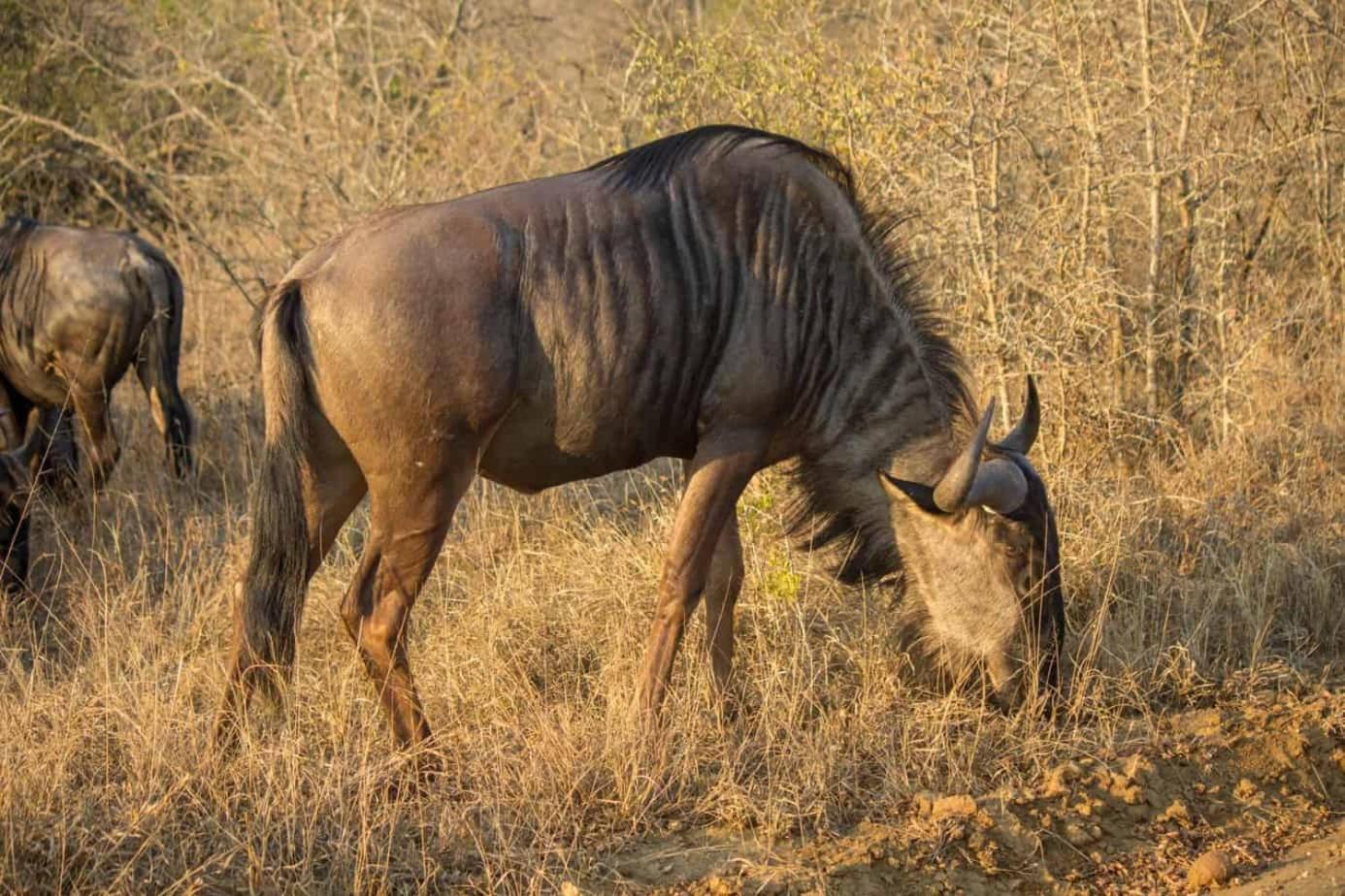 Ndlovu Log Home Dinokeng Klipdrift Exterior foto